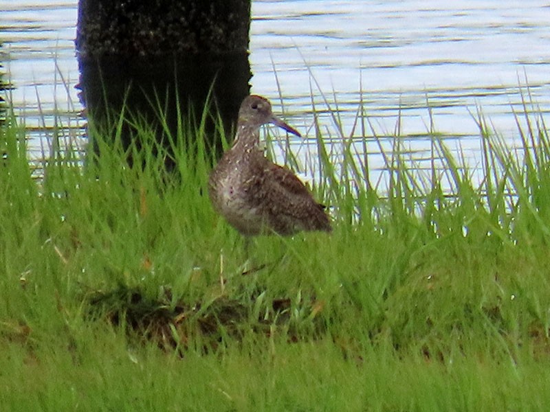 Willet - Karen Lebing