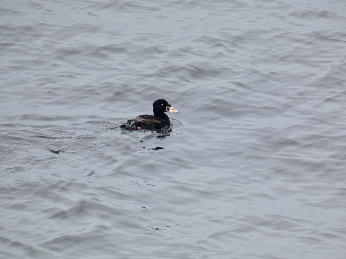 Surf Scoter - ML619243325