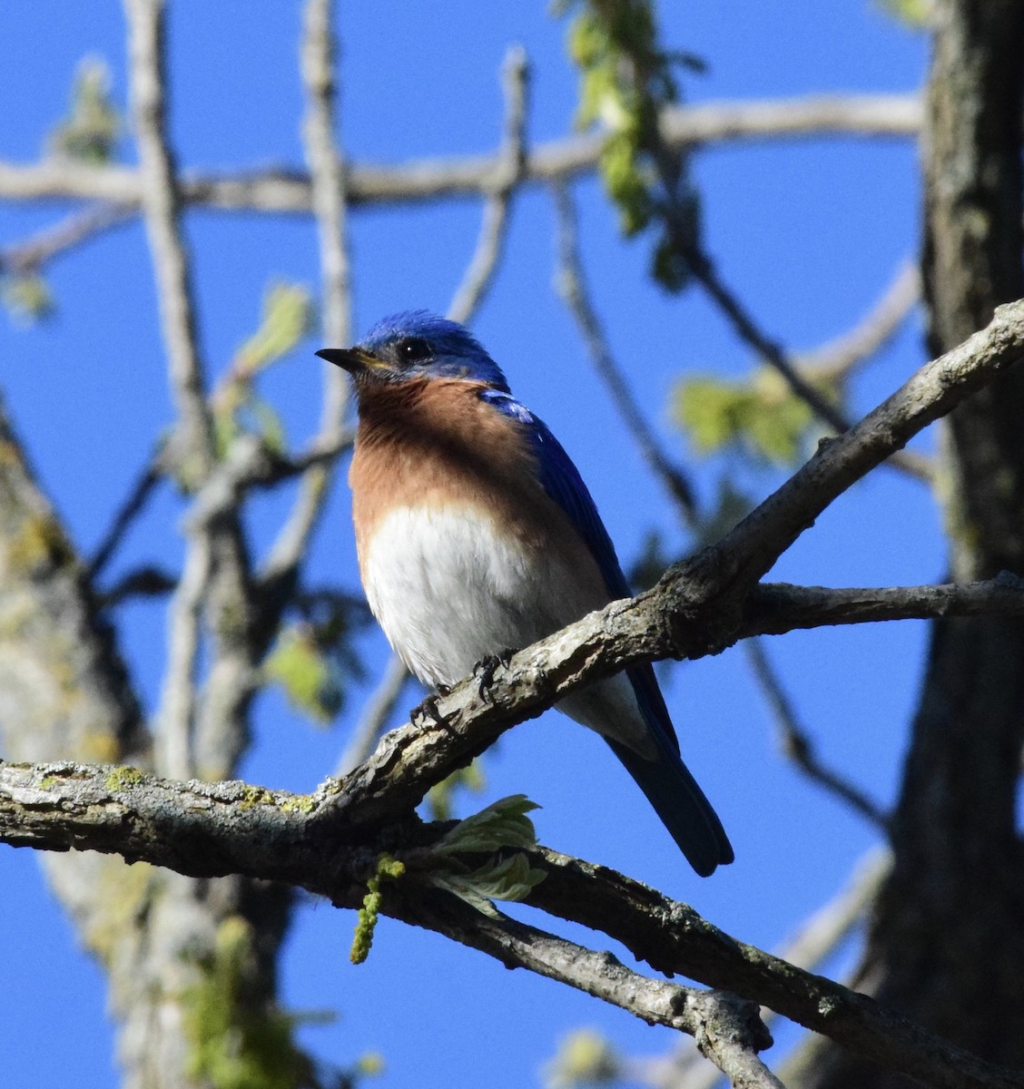 Eastern Bluebird - ML619243327