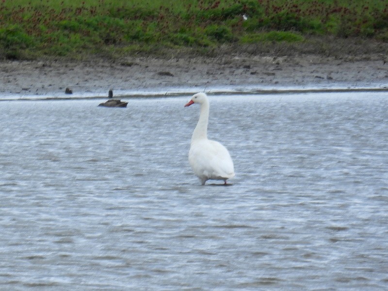 Coscoroba Swan - bob butler