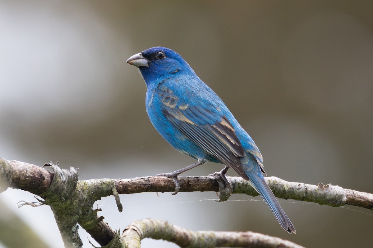 Indigo Bunting - ML619243331