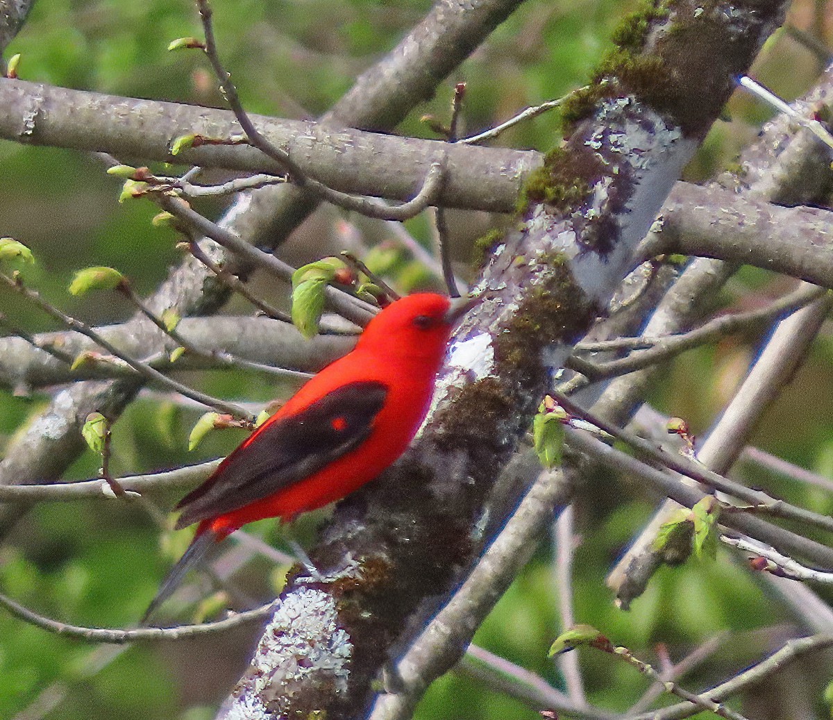 Scarlet Tanager - ML619243341