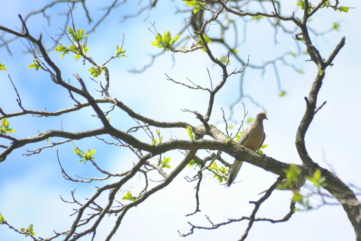 Mourning Dove - Ari C