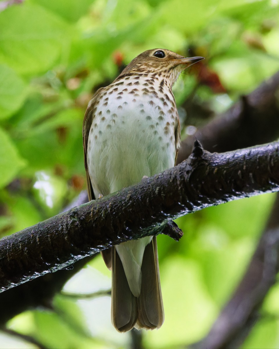 Swainson's Thrush - ML619243361