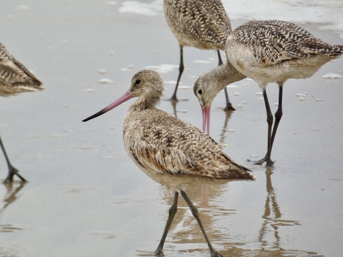 Marbled Godwit - Reeve Cowne
