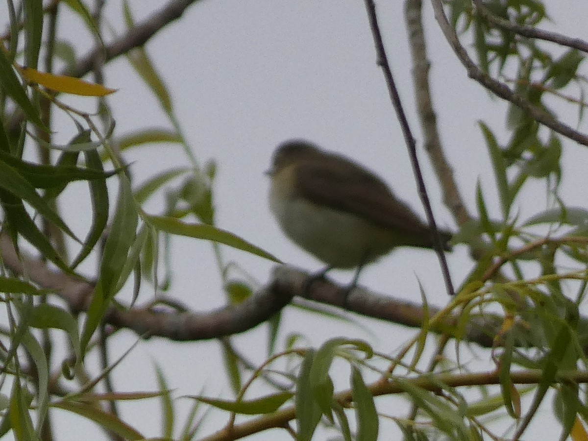 Orange-crowned Warbler - ML619243392