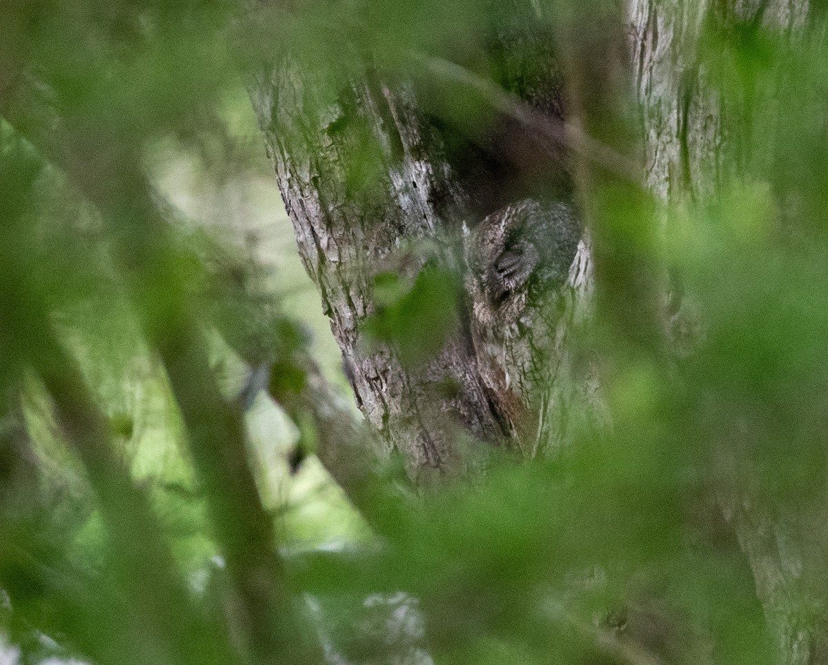 Eastern Screech-Owl (McCall's) - ML619243393