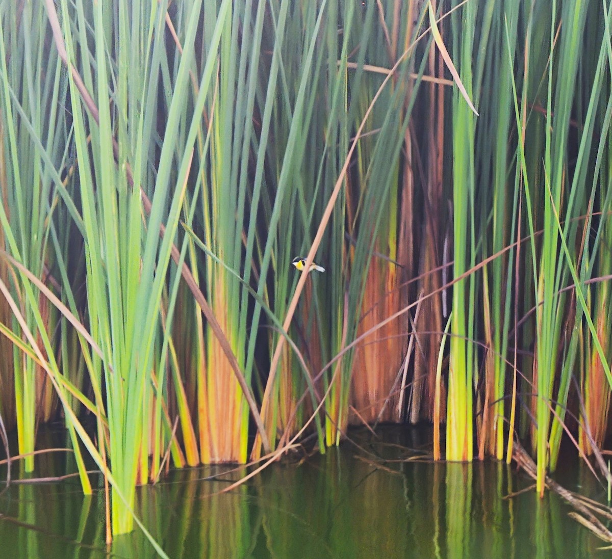 Many-colored Rush Tyrant - Carlos Castro