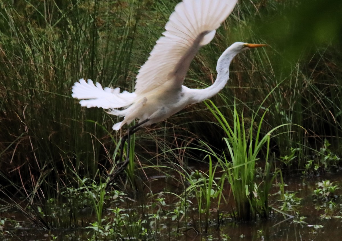 Great Egret - ML619243418