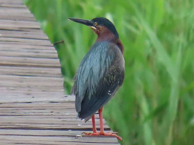 Green Heron - Karen Lebing