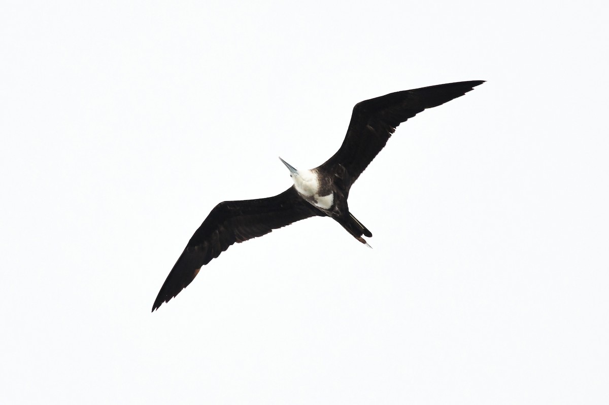 Magnificent Frigatebird - Marc Bachman