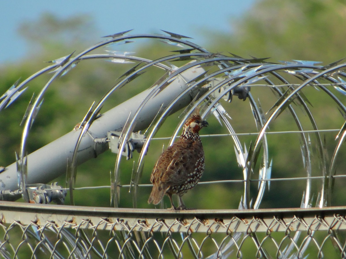 Crested Bobwhite - ML619243444