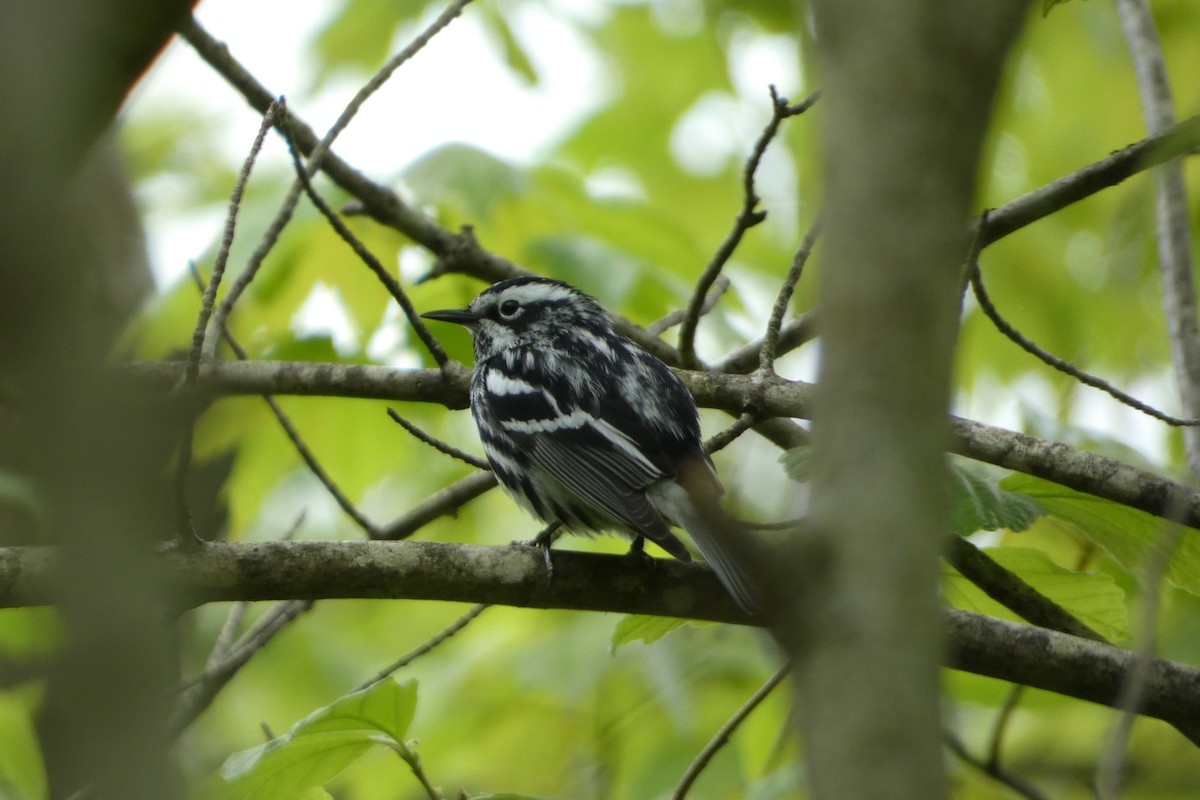 Black-and-white Warbler - Joseph Mahoney