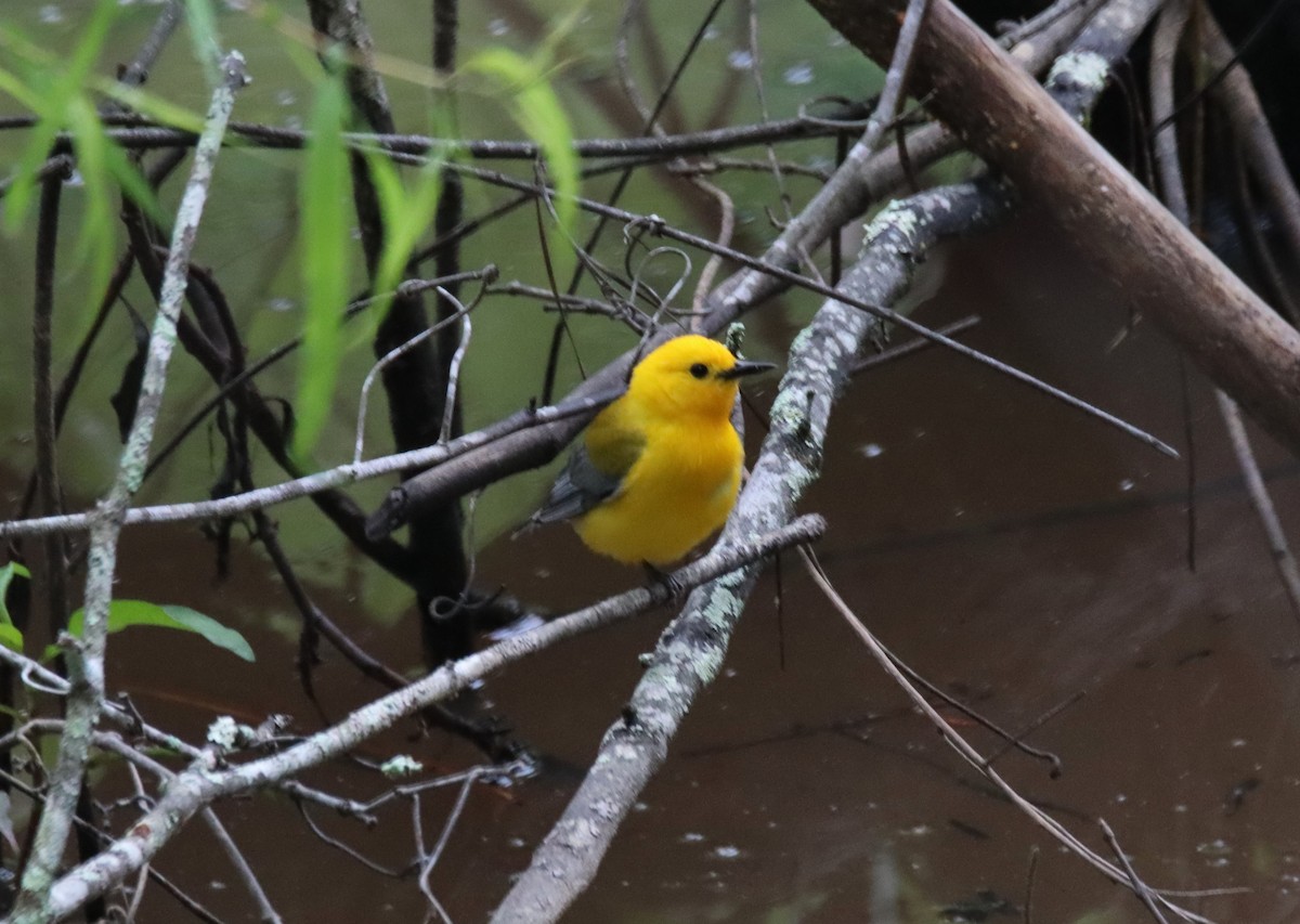 Prothonotary Warbler - ML619243449