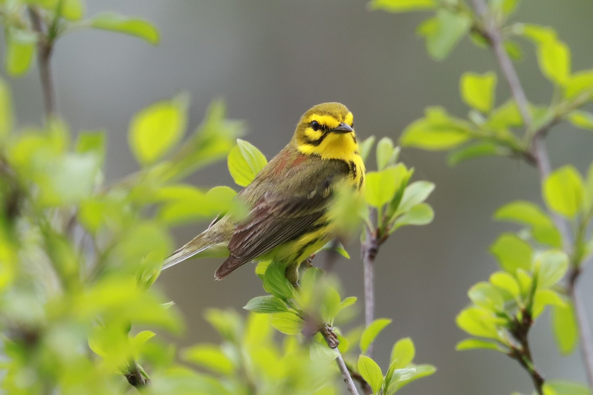 Prairie Warbler - Debra Rittelmann