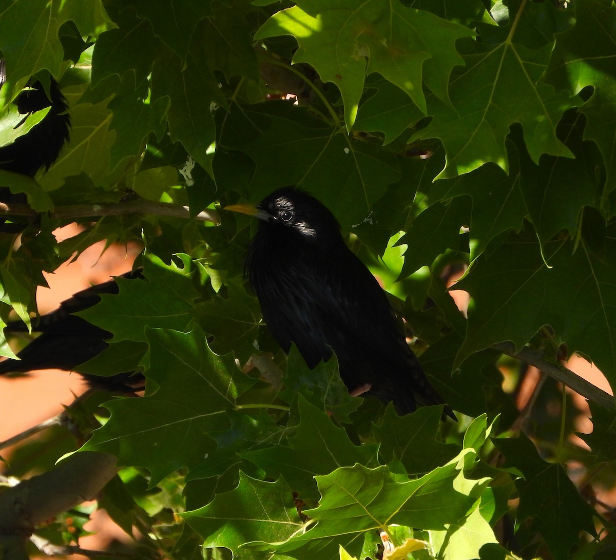 Spotless Starling - José Manuel Sánchez Sanz