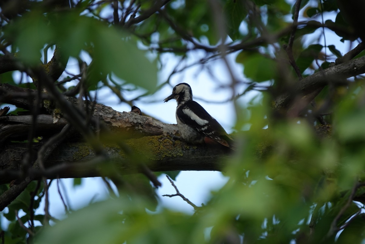 Syrian Woodpecker - Radka Osickova