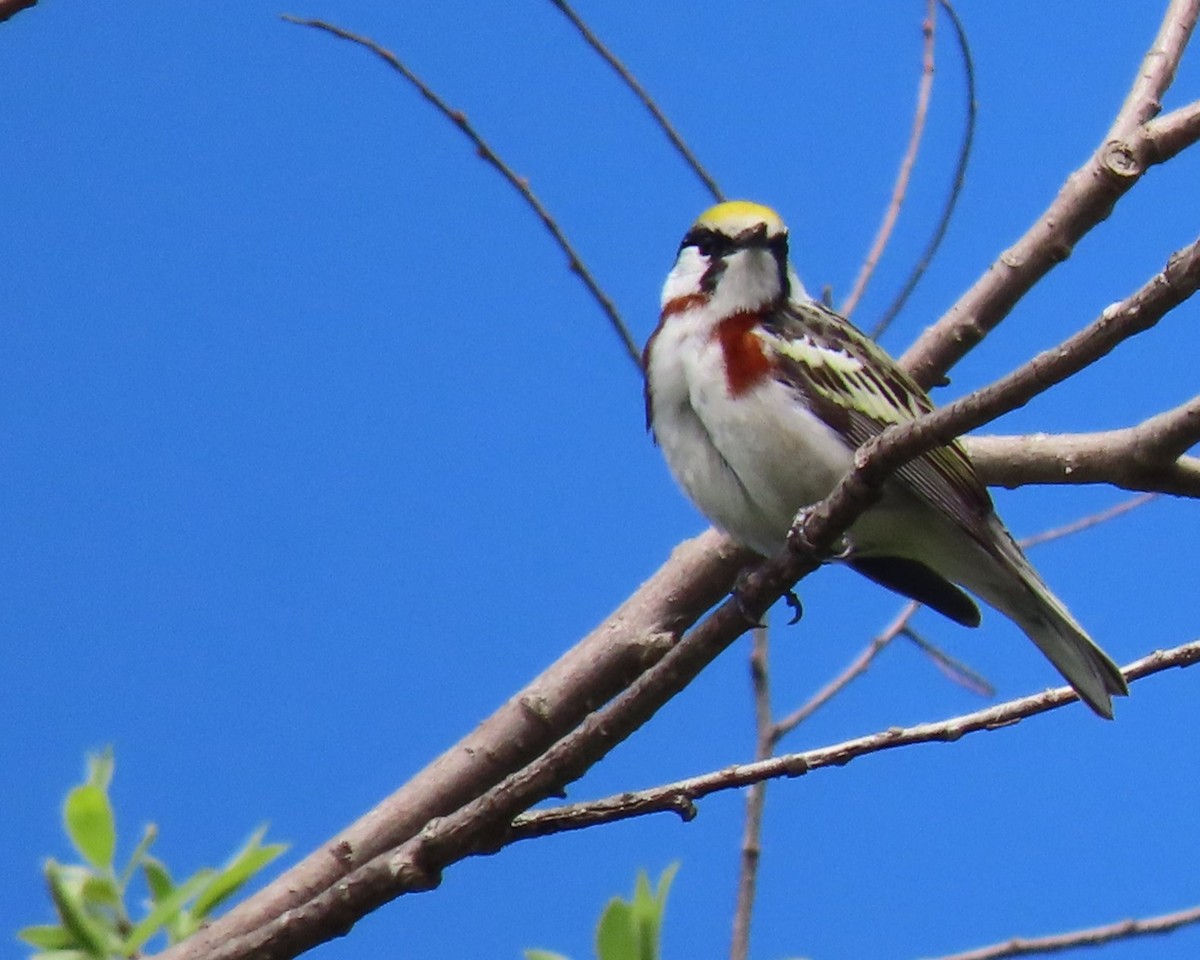 Chestnut-sided Warbler - ML619243480