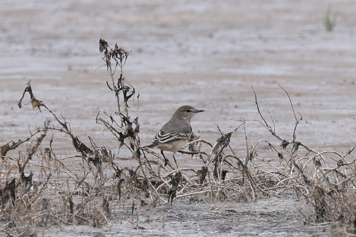 Lesser Shrike-Tyrant - Hubert Stelmach