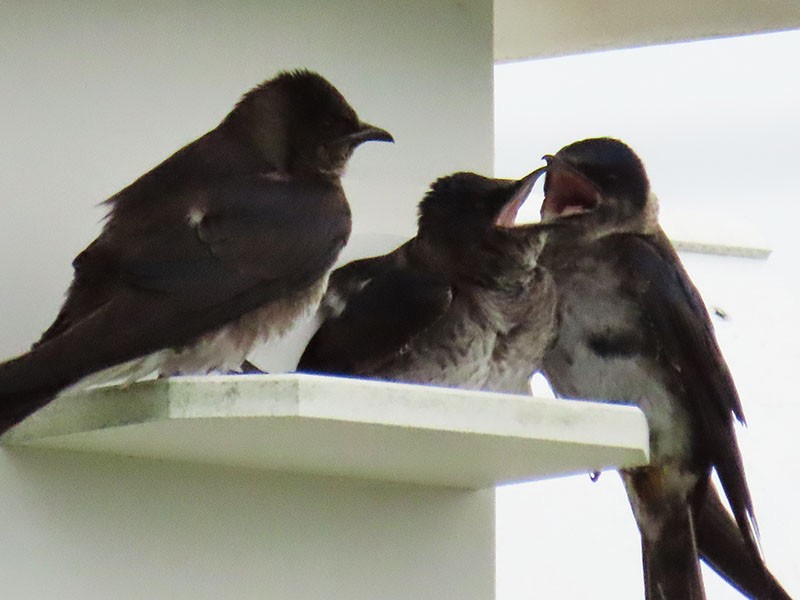 Purple Martin - Karen Lebing