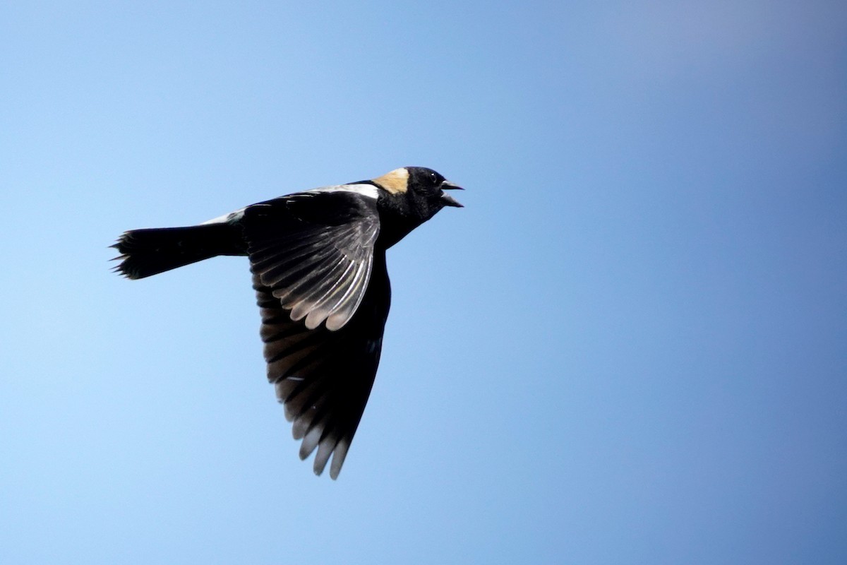 Bobolink - Louise Courtemanche 🦅