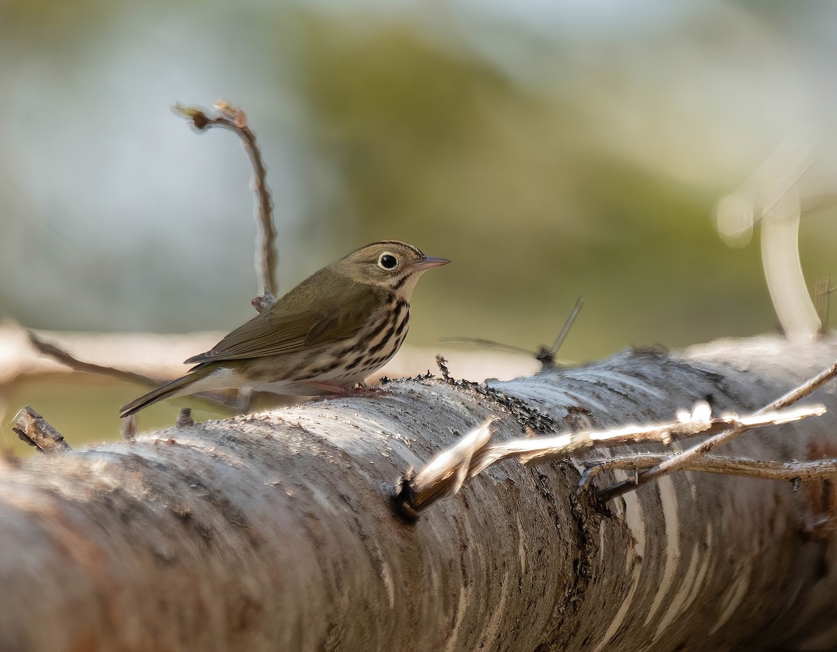 Ovenbird - Peggy Scanlan