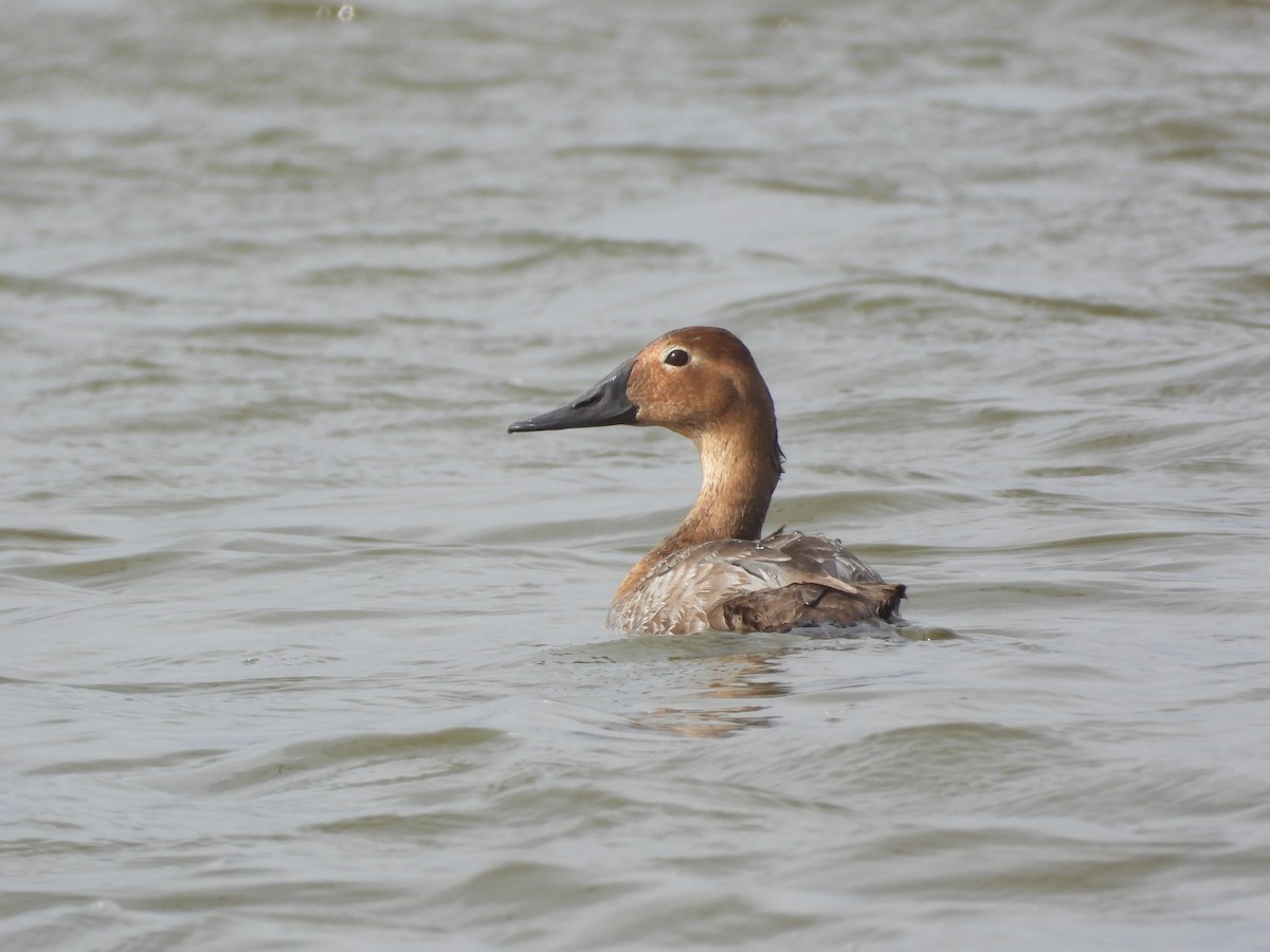 Canvasback - Justin Rasmussen