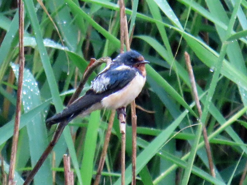 Barn Swallow (American) - Karen Lebing