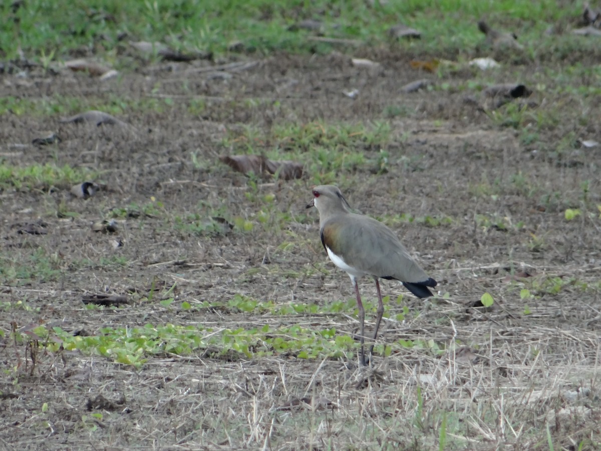 Southern Lapwing - Cristian Meneses