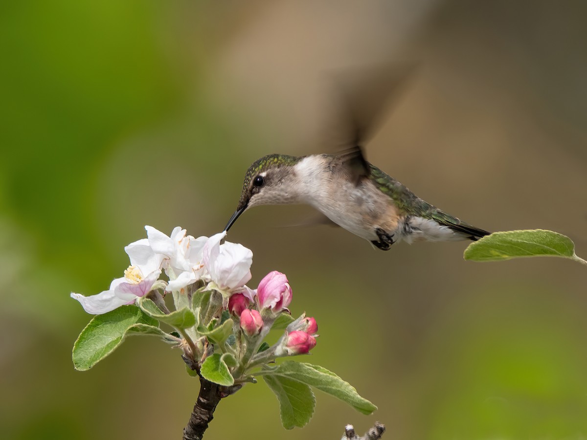 Colibri à gorge rubis - ML619243525