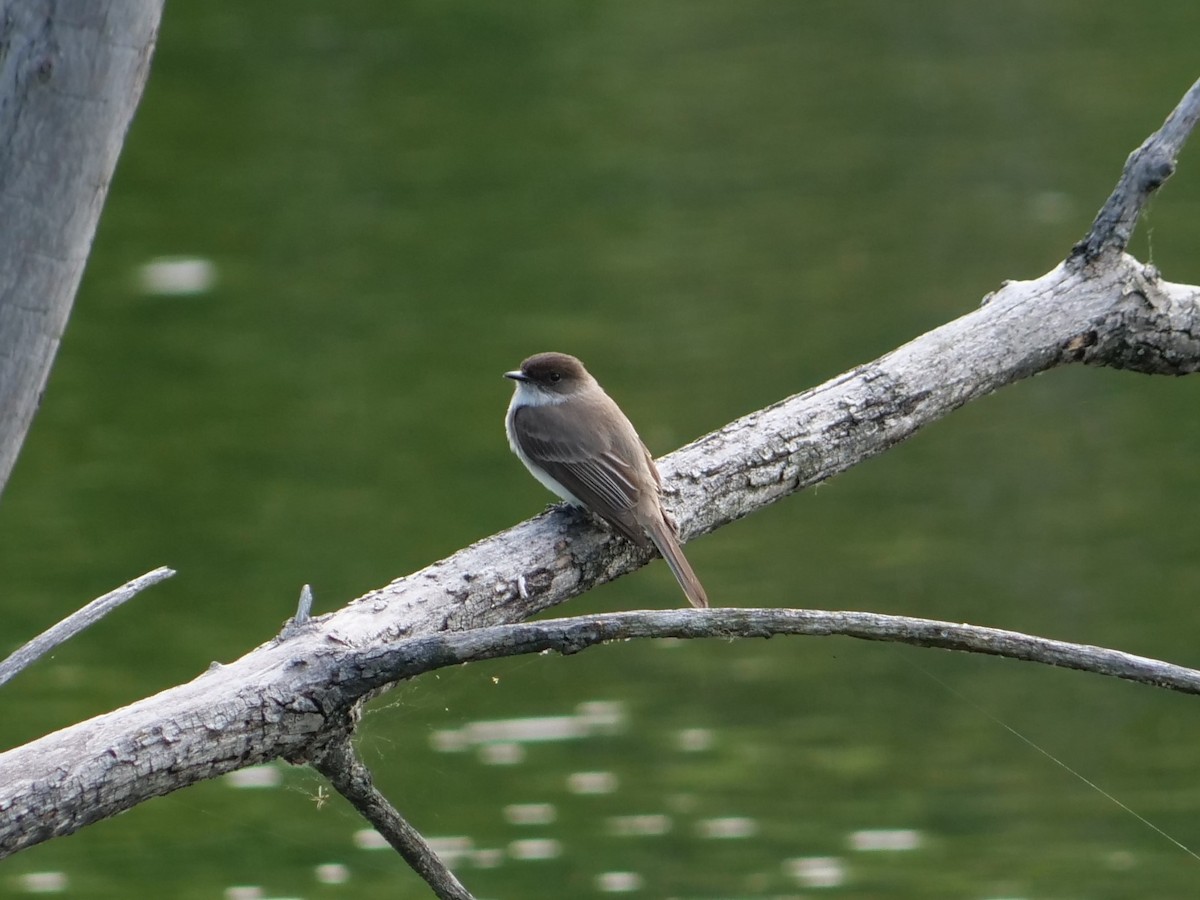 Eastern Phoebe - Lucas Cuffaro