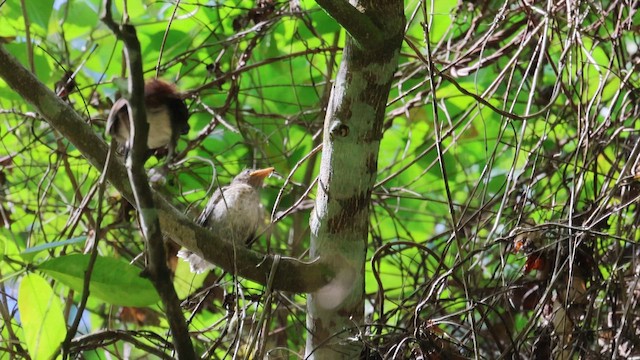 Scaly-breasted Thrasher - ML619243540