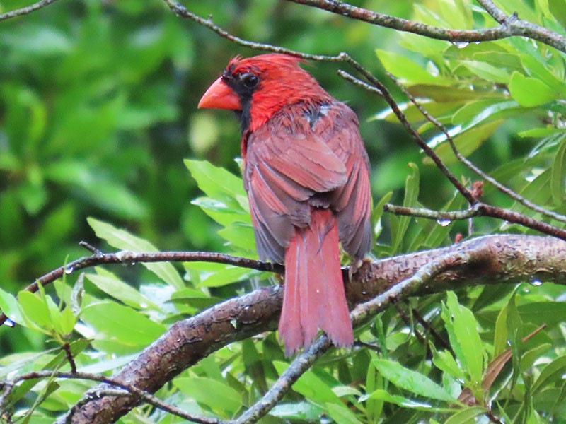 Northern Cardinal - Karen Lebing