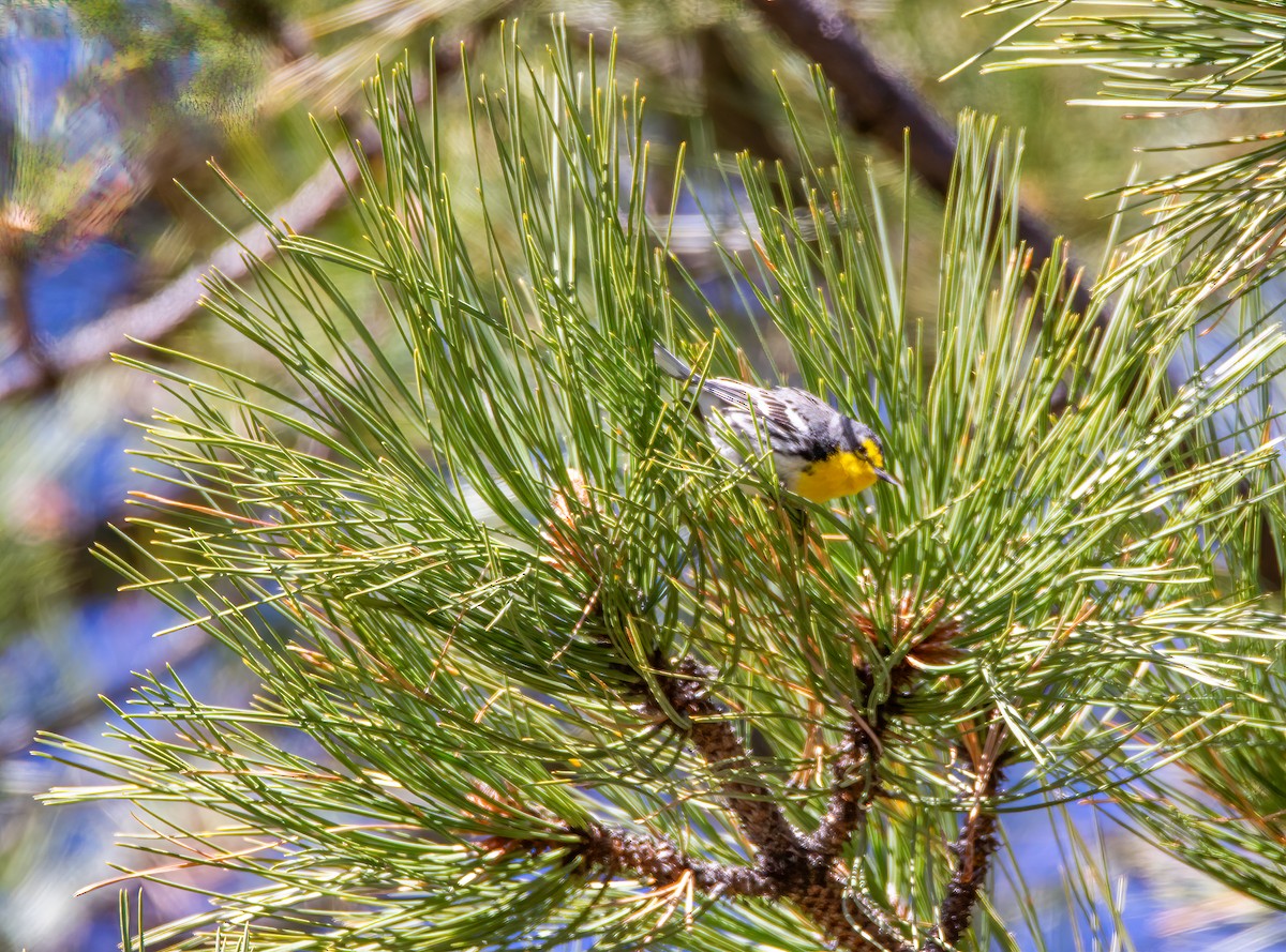 Grace's Warbler - Todd Miller