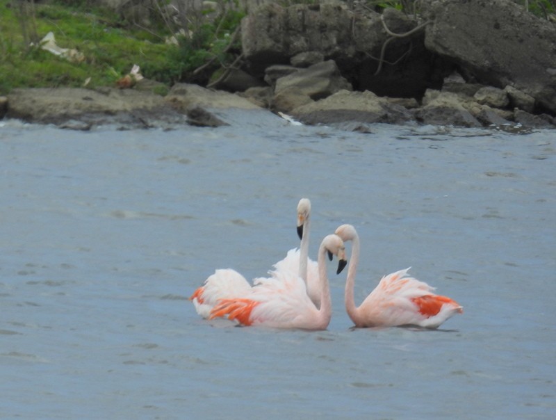 Şili Flamingosu - ML619243575