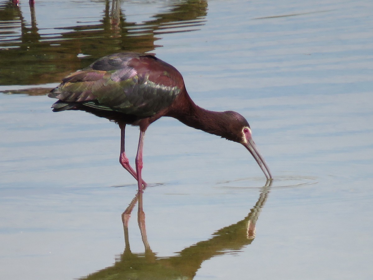 Ibis à face blanche - ML619243584