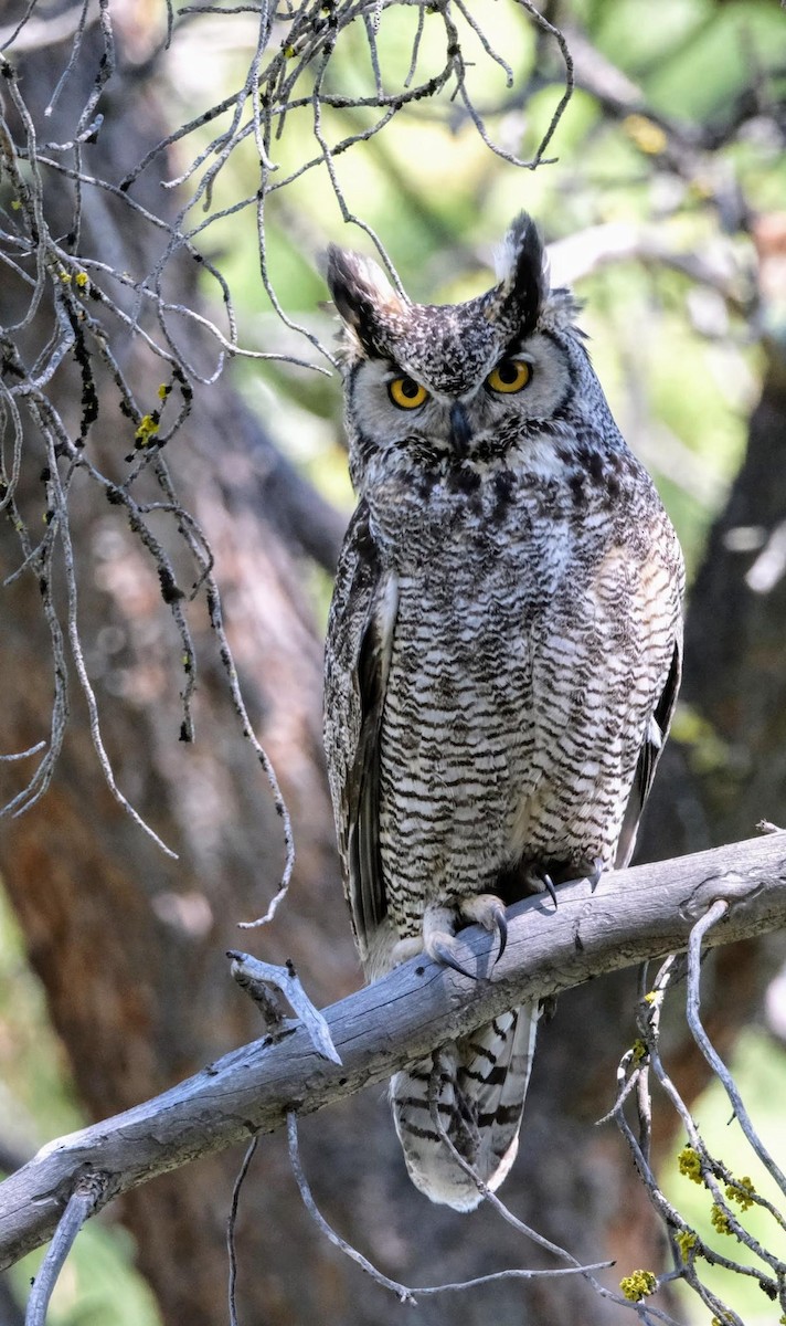 Great Horned Owl - Linda Benton