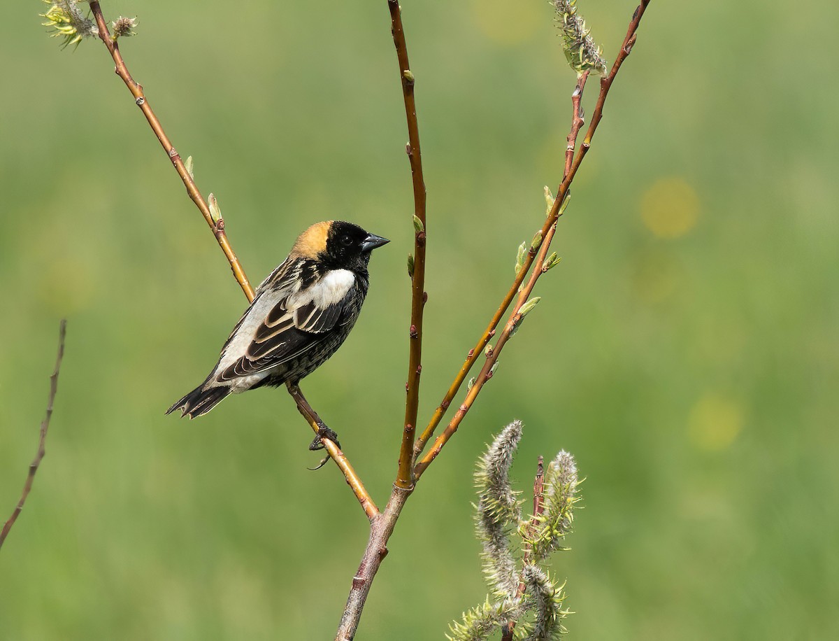 bobolink americký - ML619243594