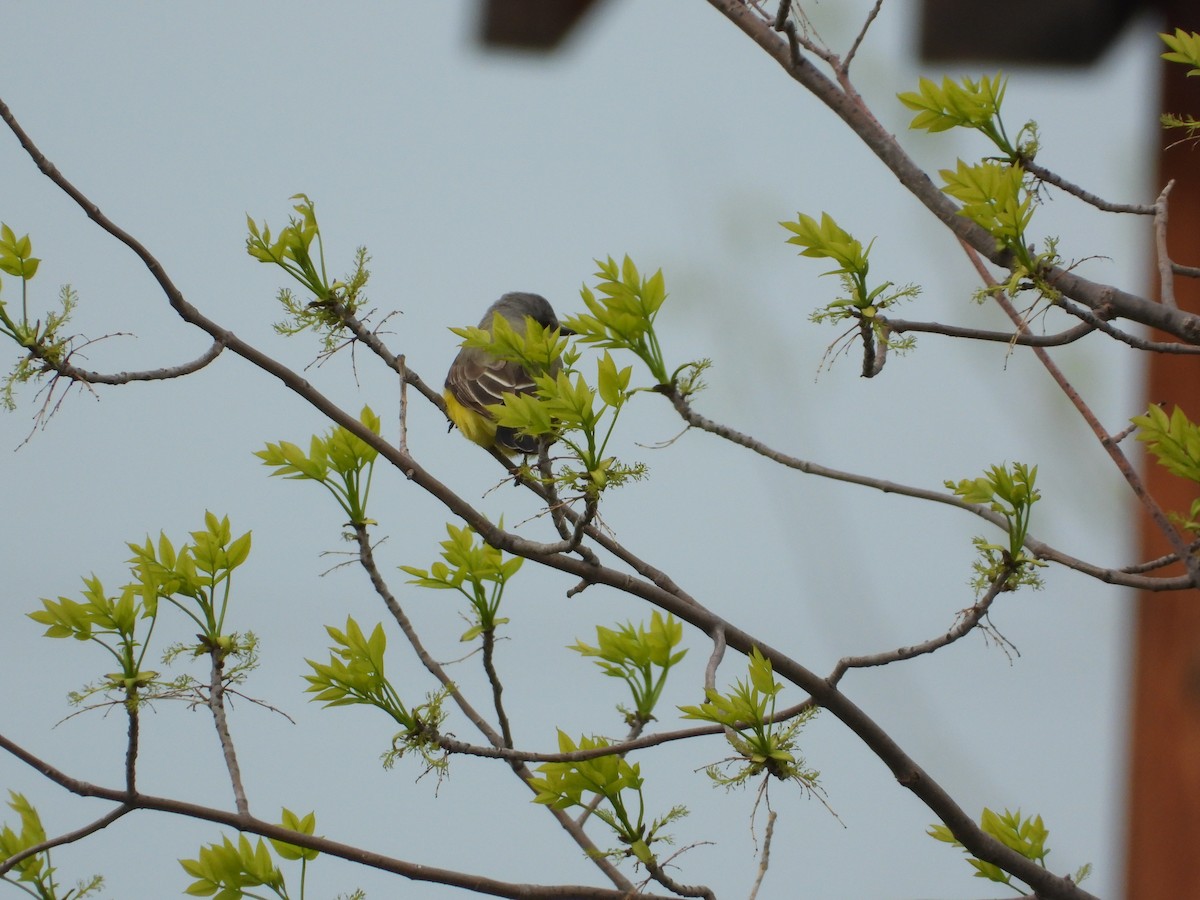 Western Kingbird - Justin Rasmussen