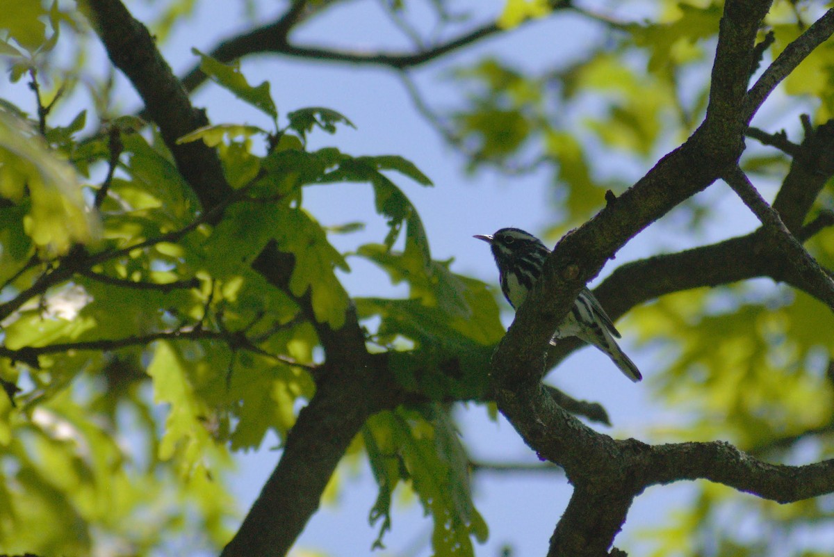 Black-and-white Warbler - Heather Roney