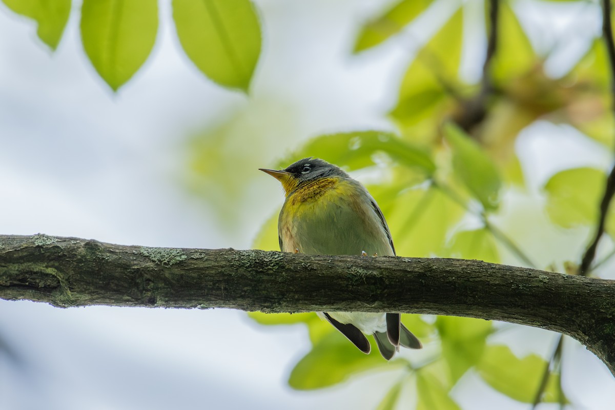 Northern Parula - Alton Spencer