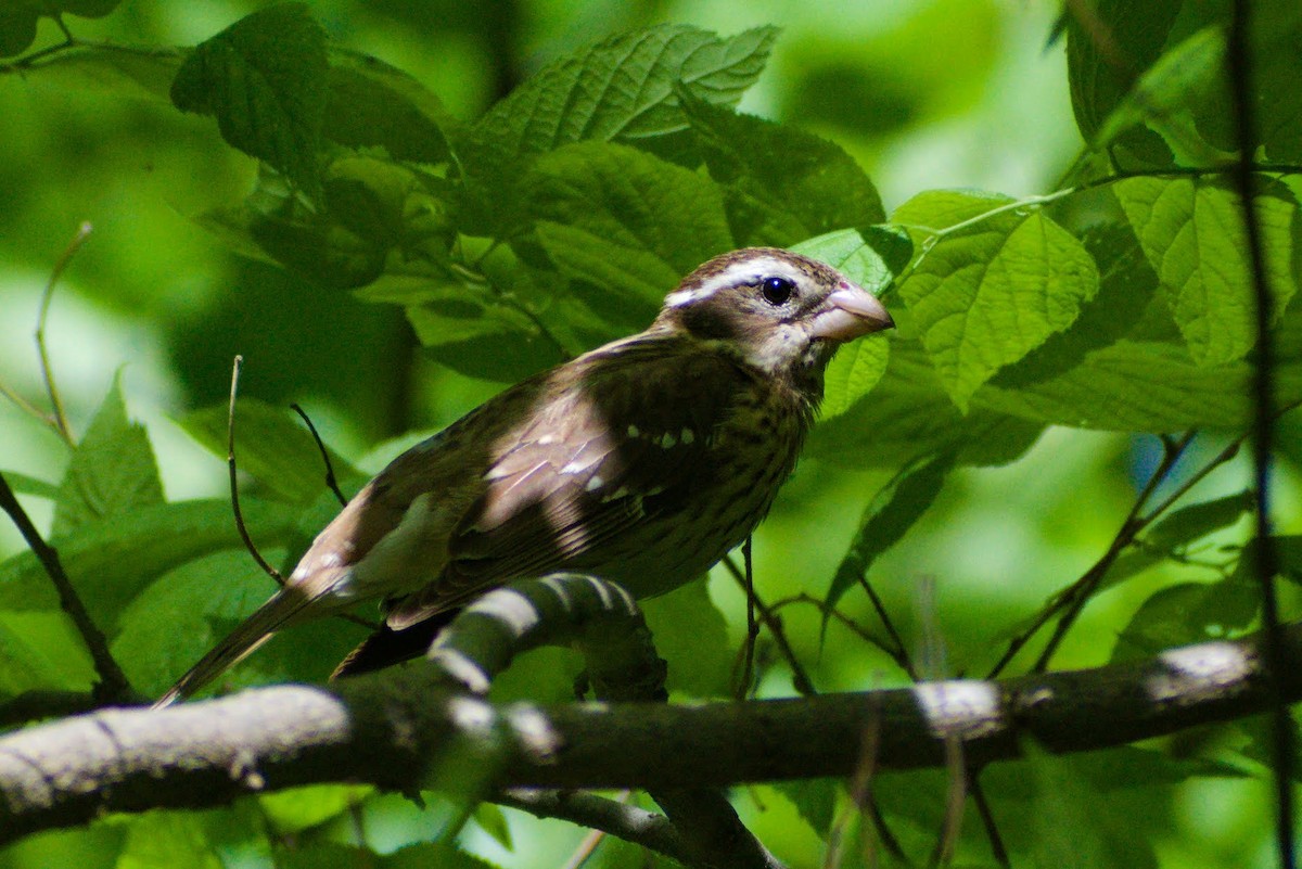 Rose-breasted Grosbeak - ML619243609