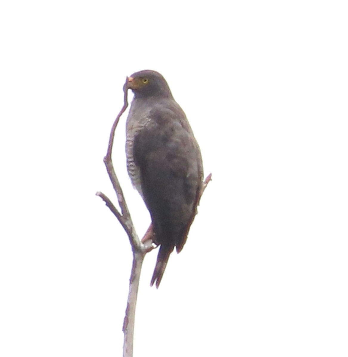 Roadside Hawk - Alfredo Correa