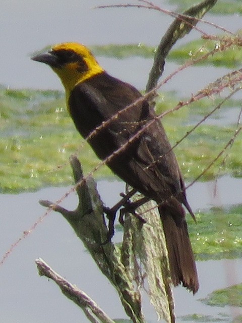 Yellow-headed Blackbird - ML619243621