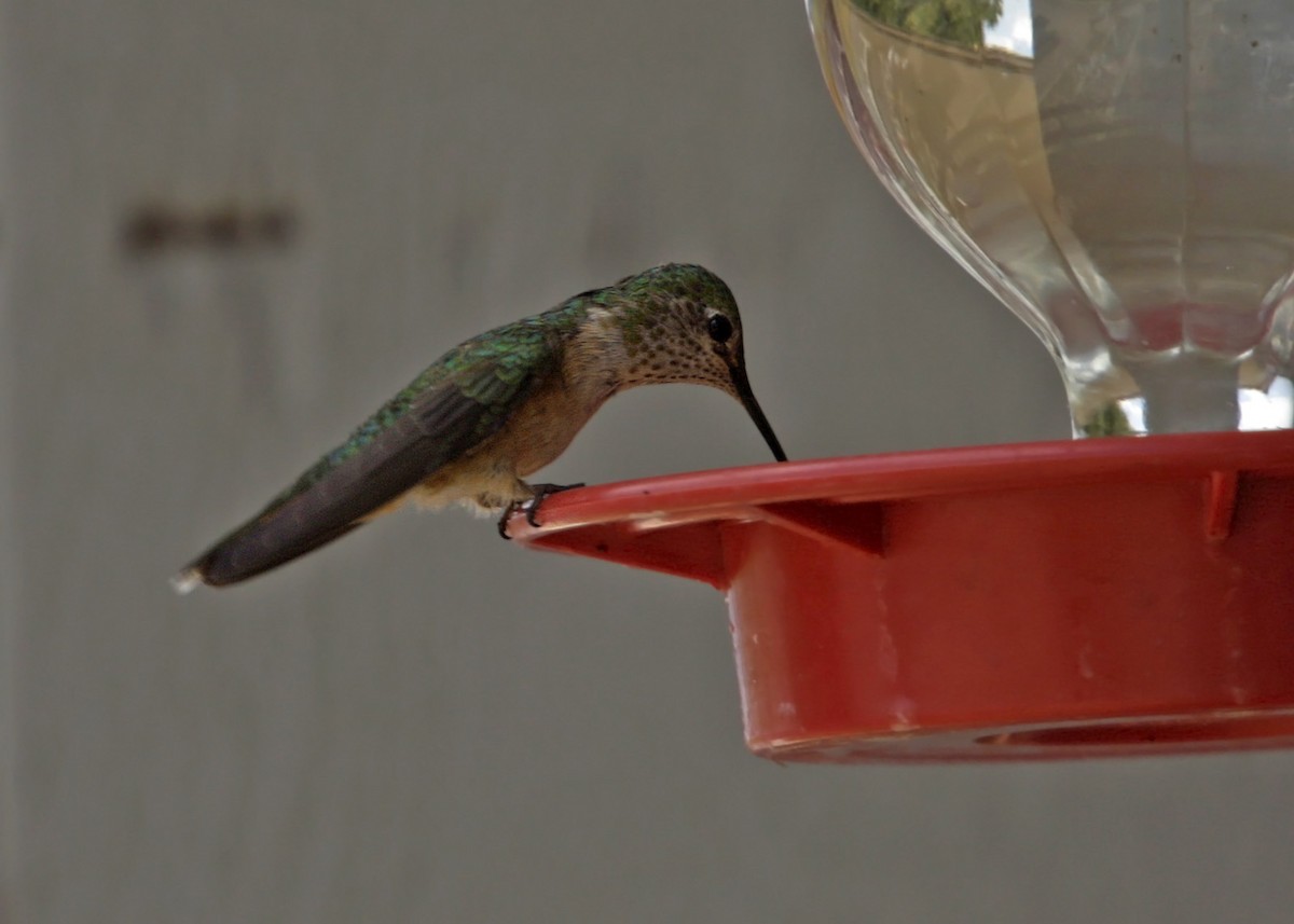 Broad-tailed Hummingbird - William Clark