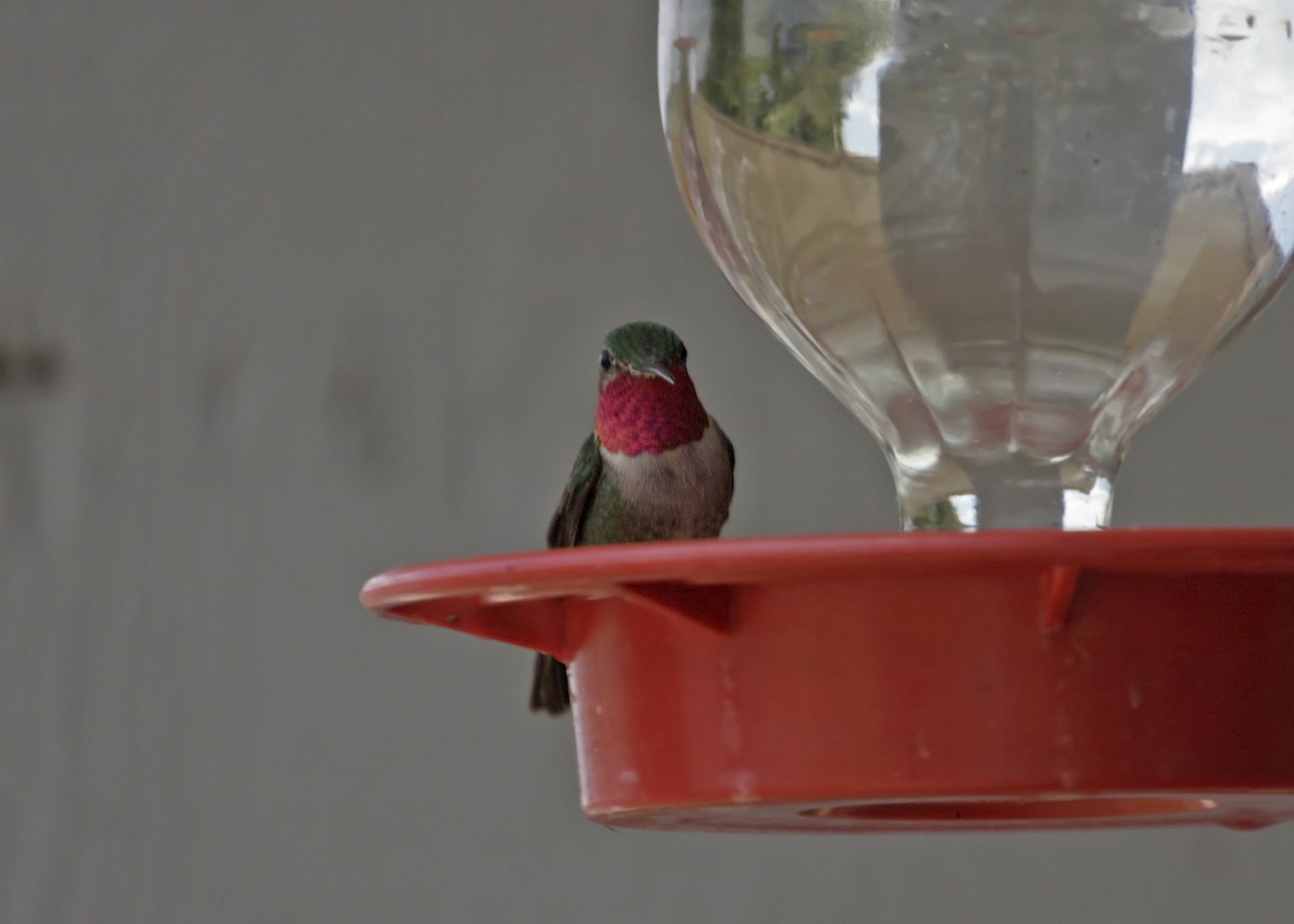 Broad-tailed Hummingbird - William Clark