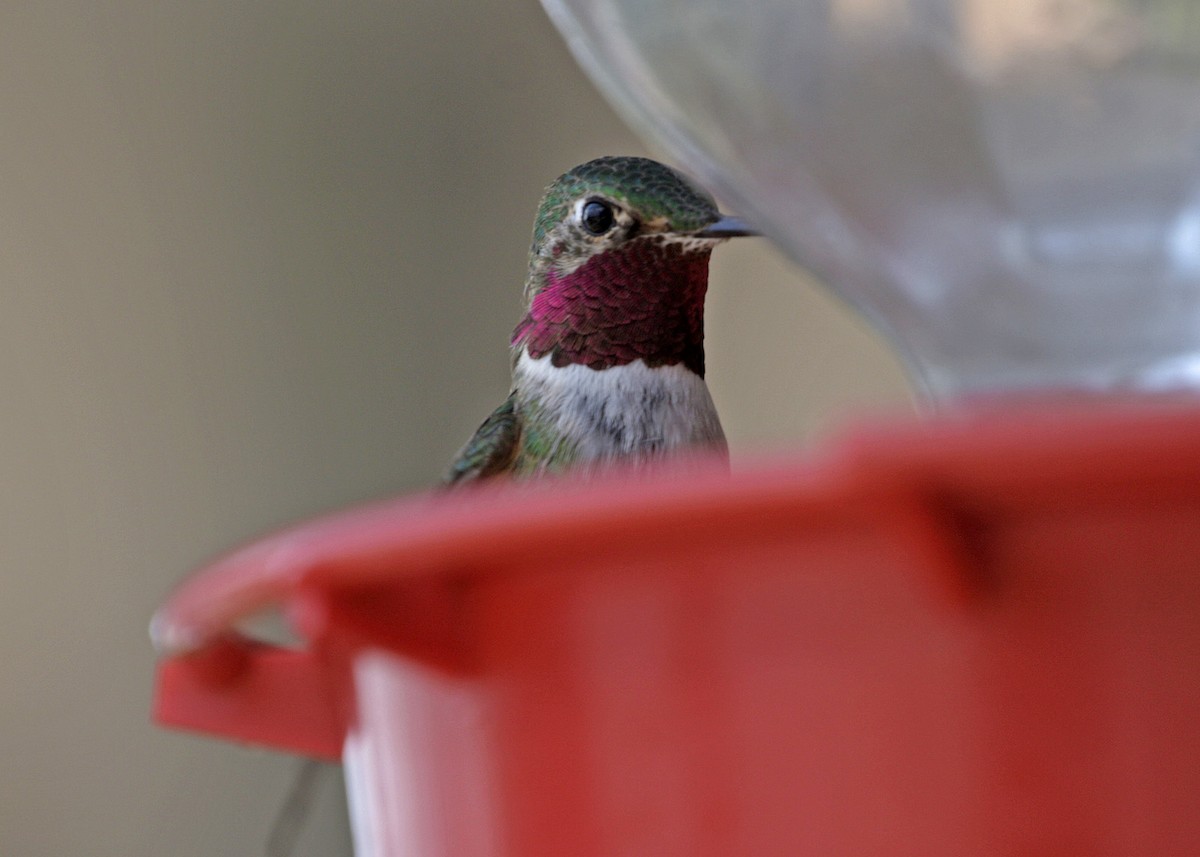 Broad-tailed Hummingbird - William Clark