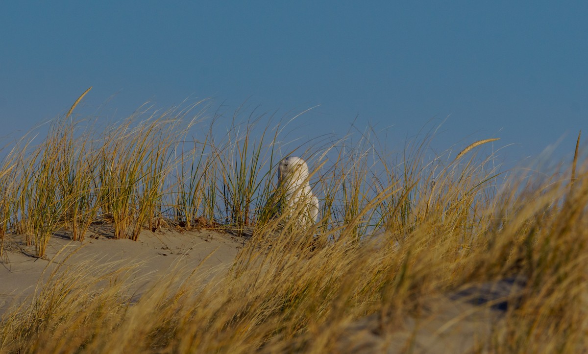 Snowy Owl - ML619243644