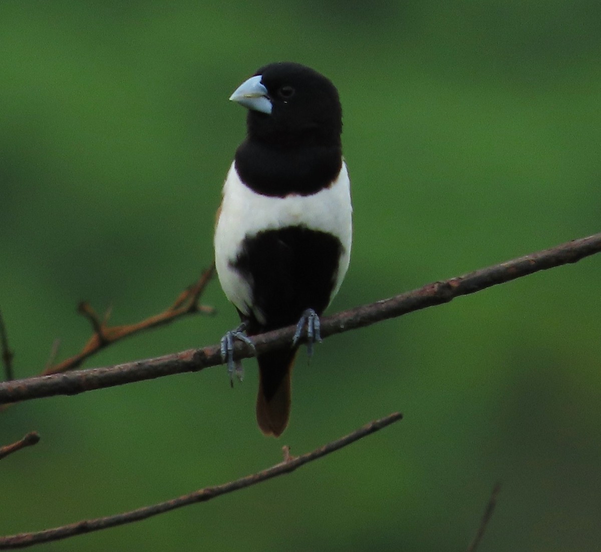 Tricolored Munia - Alfredo Correa