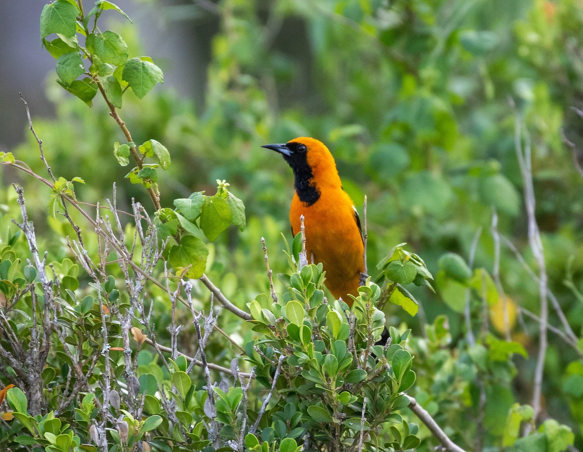 Hooded Oriole - William Price